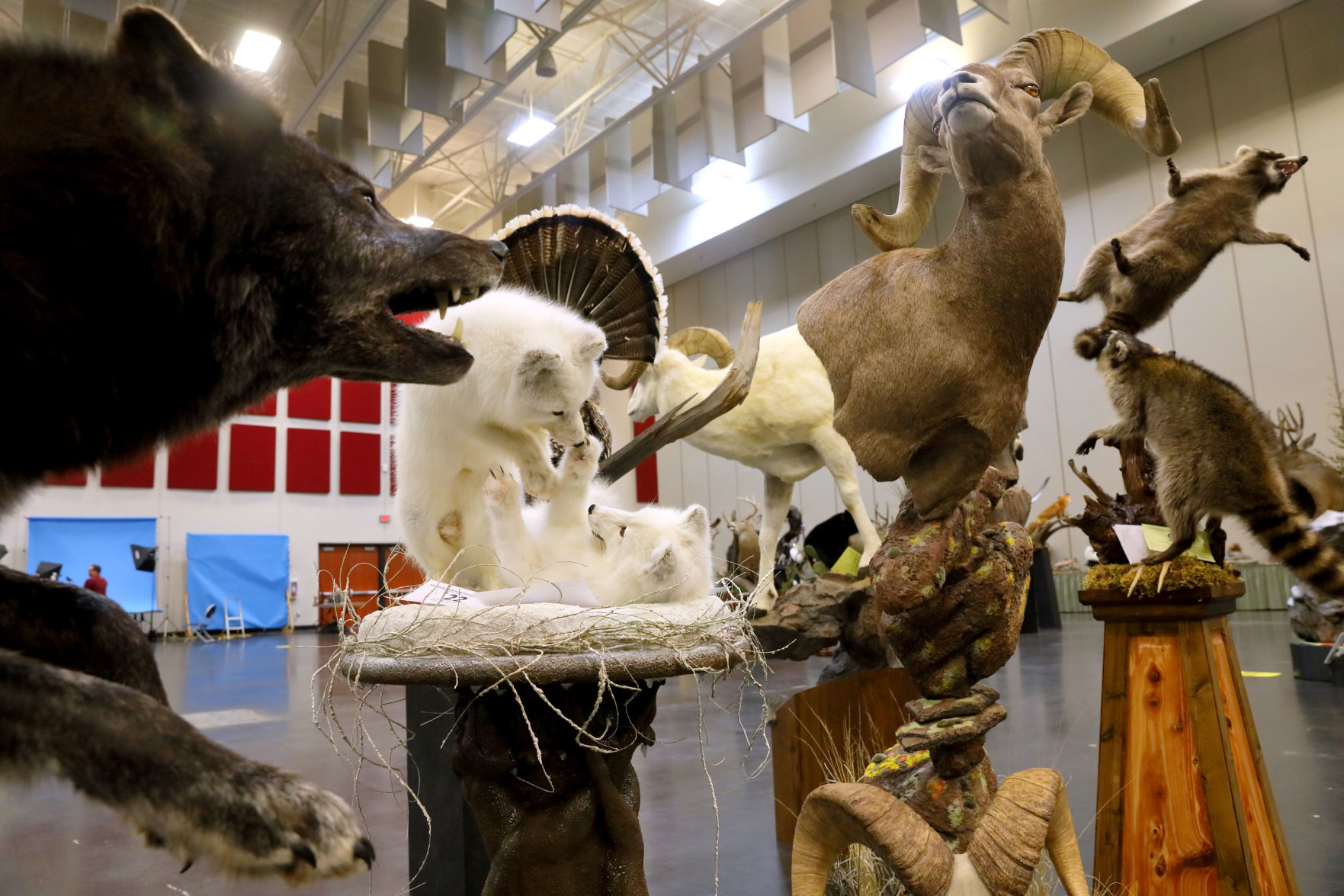 2019 World Taxidermy & Fish Carving Championships in Springfield, Mo.